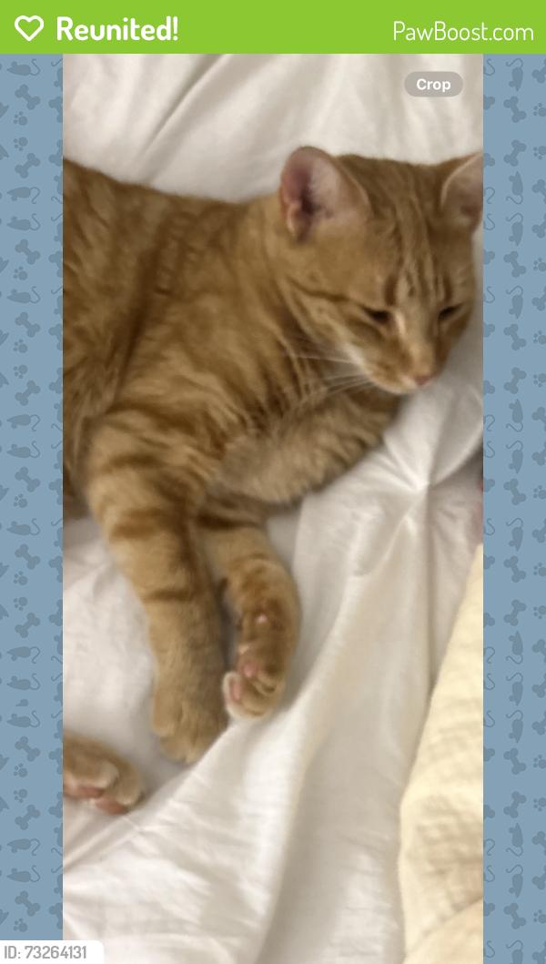Reunited Female Cat last seen Stone hill middle school, Ashburn, VA 20148