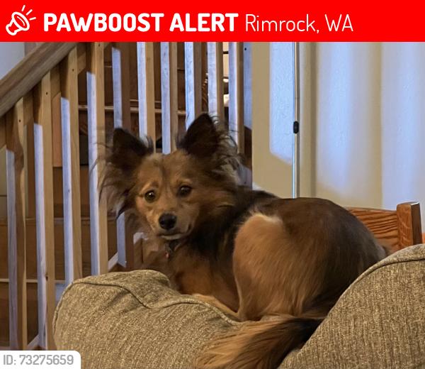Lost Male Dog last seen Milk road, Naches, WA 98937