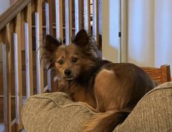 Lost Male Dog last seen Milk road, Naches, WA 98937