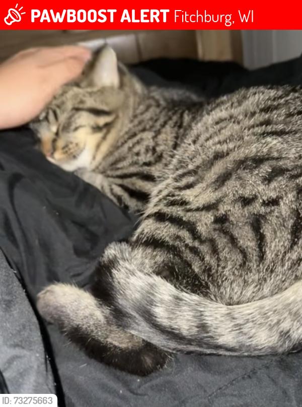 Lost Male Cat last seen Near Guilford rd, Fitchburg, WI 53711