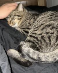 Lost Male Cat last seen Near Guilford rd, Fitchburg, WI 53711
