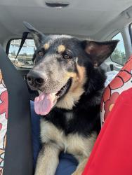 Found/Stray Male Dog last seen Southend road, Oregon City, OR 97045