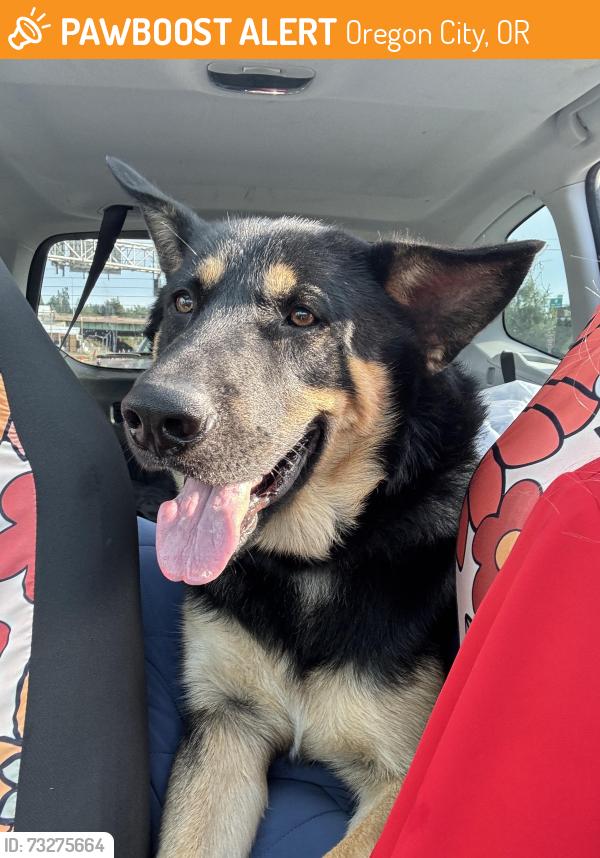 Found/Stray Male Dog last seen Southend road, Oregon City, OR 97045