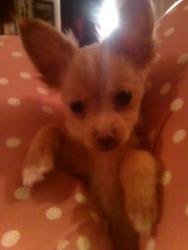 Lost Female Dog last seen Taco Naco, Olivehurst, CA 95961