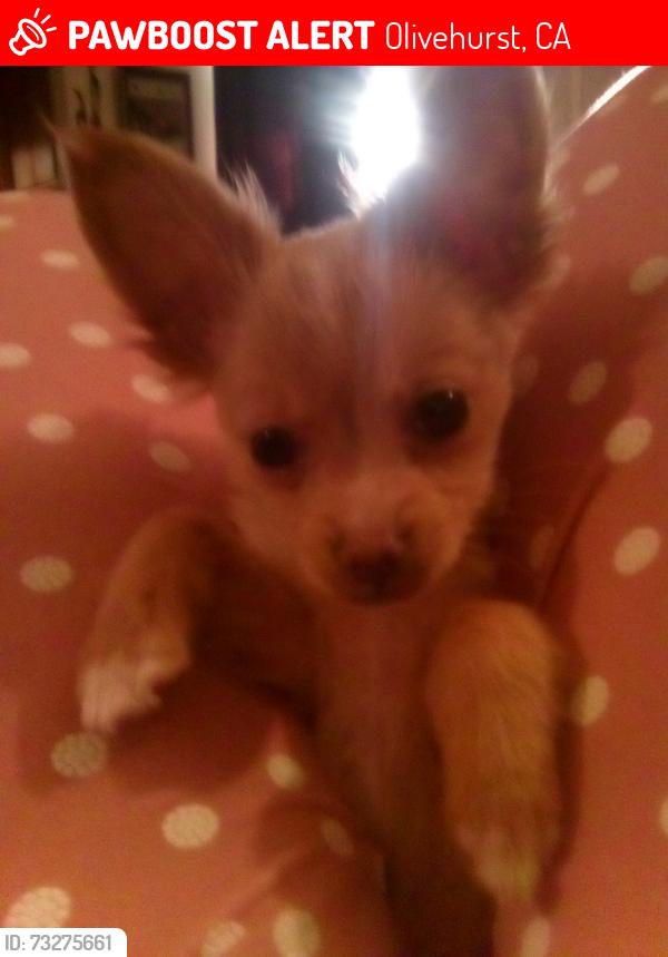 Lost Female Dog last seen Taco Naco, Olivehurst, CA 95961