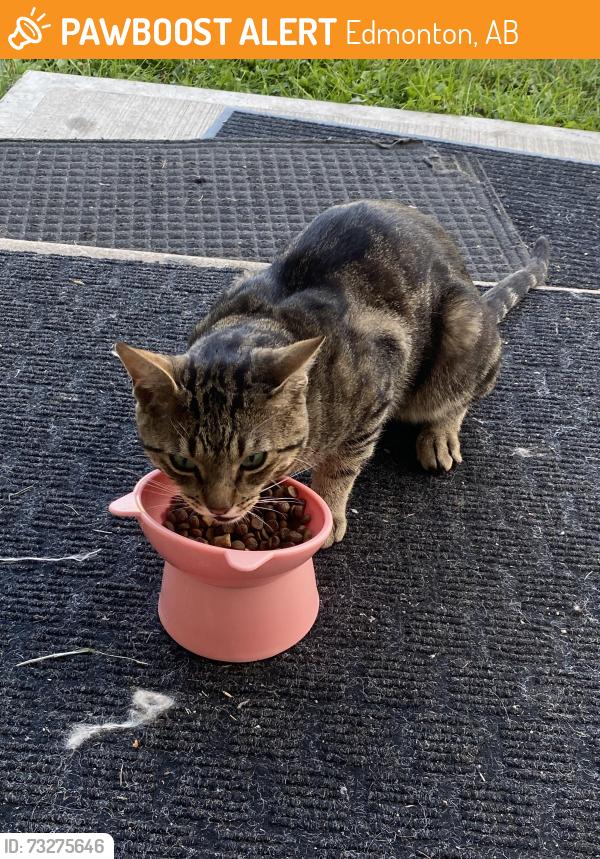 Found/Stray Male Cat last seen Near St Nw, Edmonton, AB 