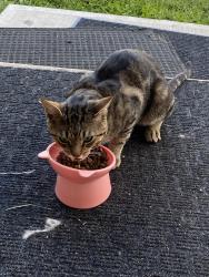 Found/Stray Male Cat last seen Near St Nw, Edmonton, AB 