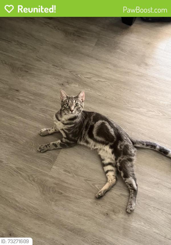 Reunited Male Cat last seen Near Armsley St, Montclair, CA 91763, USA, Montclair, CA 91763