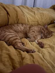 Reunited Male Cat last seen Church and douglas, Ferndale, WA 98248