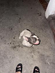 Found/Stray Female Dog last seen Near Compton Ave Los Angeles, CA 90002 United States, Los Angeles, CA 90001