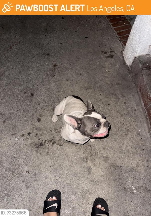 Found/Stray Female Dog last seen Near Compton Ave Los Angeles, CA 90002 United States, Los Angeles, CA 90001