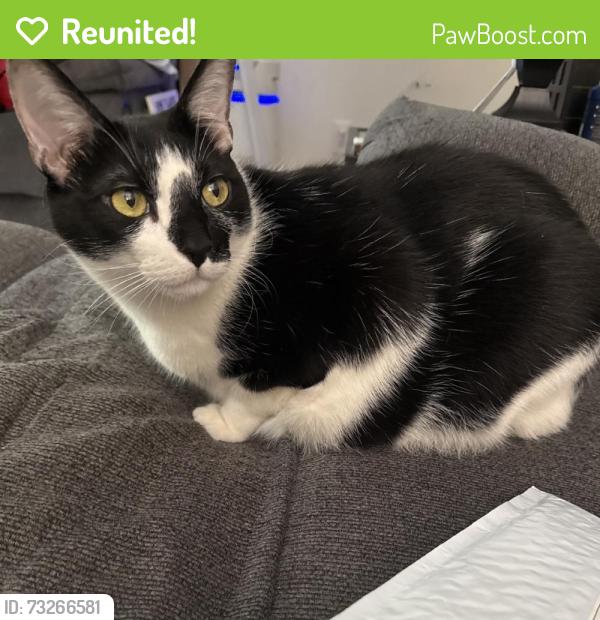 Reunited Male Cat last seen Near Arminta St, Reseda, CA 91335, USA, Los Angeles, CA 91335