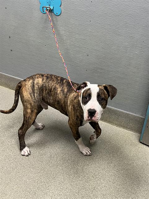 Shelter Stray Male Dog last seen Near BLOCK E WASHBURN RD, NORTH LAS VEGAS NV 89081, 655 N Mojave Rd, Las Vegas, NV 89101, USA