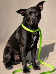 Shelter Stray Male Dog last seen Near BLOCK PROSPERITY PK RD, 2020 Forest St, Jacksonville, FL 32204, USA