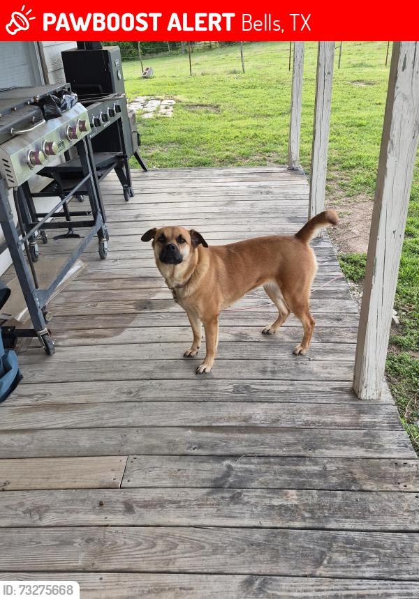 Lost Female Dog last seen Grayson County Speedway, Bells, TX 75414