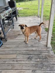 Lost Female Dog last seen Grayson County Speedway, Bells, TX 75414