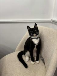 Reunited Female Cat last seen Cecilia st, La villa st, Downey, CA 90241