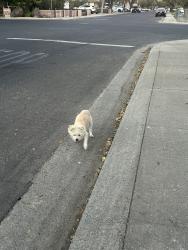 Found/Stray Unknown Dog last seen Ocotillo Way, Modesto, CA 95355