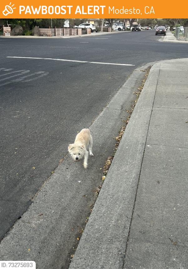 Found/Stray Unknown Dog last seen Ocotillo Way, Modesto, CA 95355