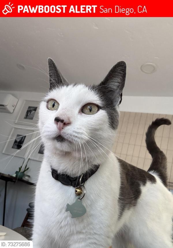 Lost Female Cat last seen Vermont and Robinson, San Diego, CA 92103
