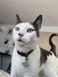 Lost Female Cat last seen Vermont and Robinson, San Diego, CA 92103