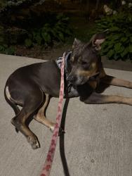 Found/Stray Female Dog last seen Adelaide and Oxford, London, ON 