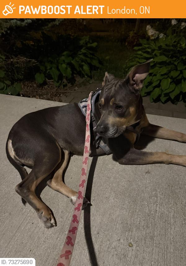 Found/Stray Female Dog last seen Adelaide and Oxford, London, ON 