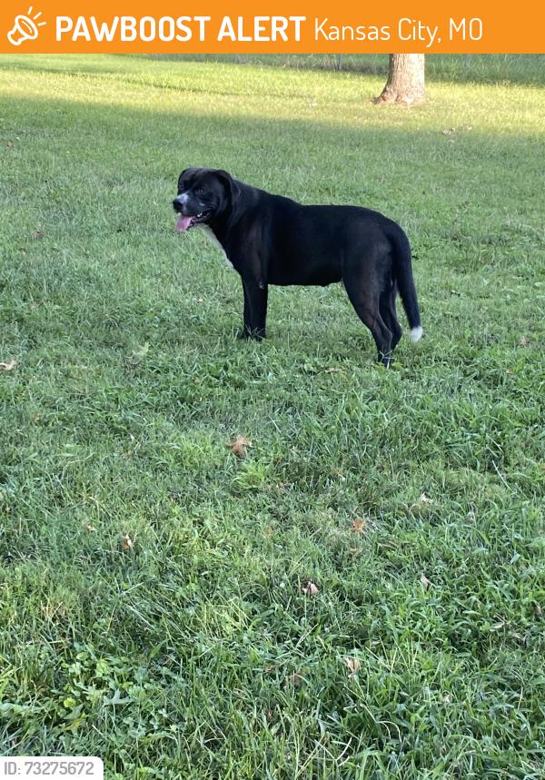 Found/Stray Male Dog last seen Ricky Rd, Kansas City, MO 64133