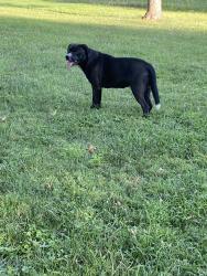 Found/Stray Male Dog last seen Ricky Rd, Kansas City, MO 64133