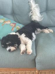 Lost Female Dog last seen Between Flagler and 3rd and Atlantic and Horton, New Smyrna Beach, FL 32169