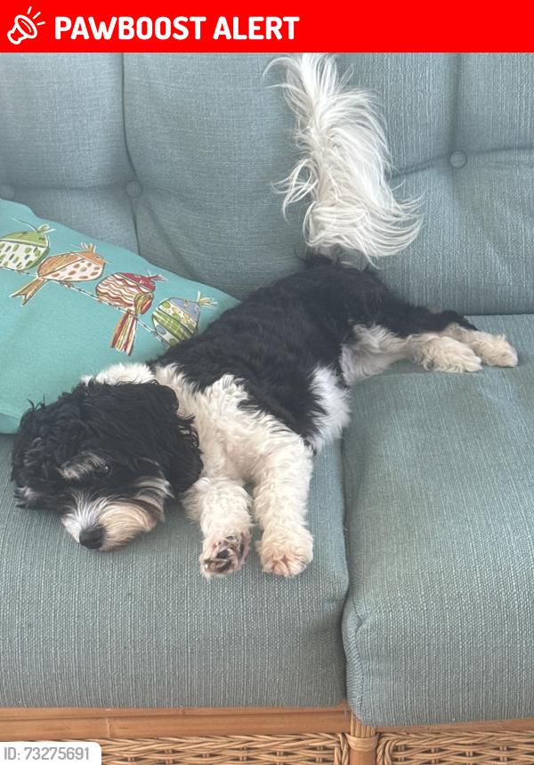 Lost Female Dog last seen Between Flagler and 3rd and Atlantic and Horton, New Smyrna Beach, FL 32169