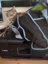 Lost Female Cat last seen Division, Portland, OR 97216