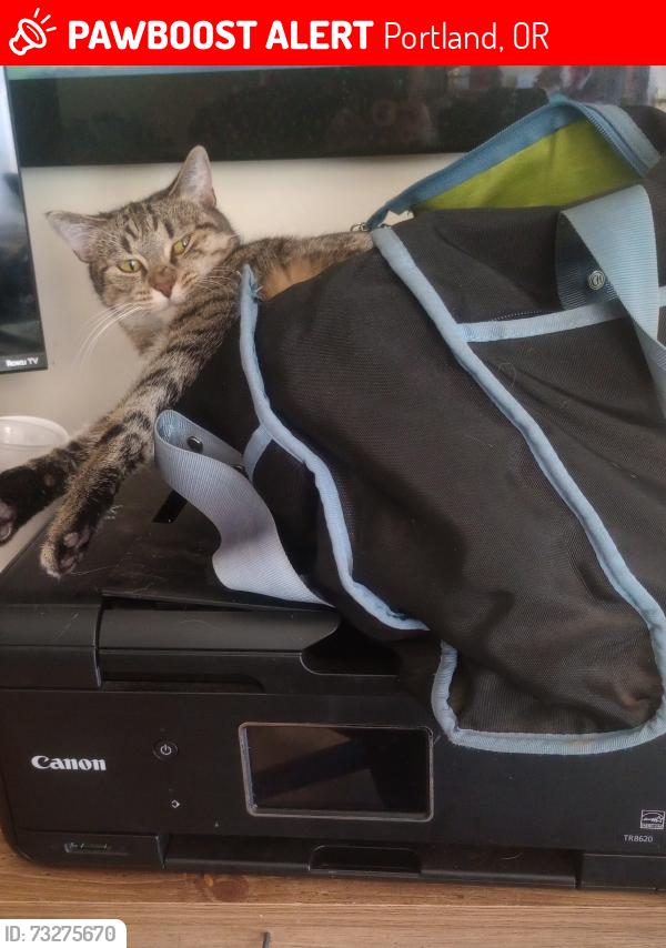 Lost Female Cat last seen Division, Portland, OR 97216