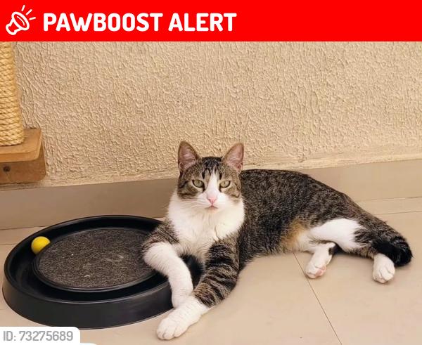 Lost Male Cat last seen Rua Tabapuã, Jardim Pedroso, SP 09370-370