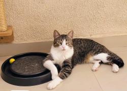 Lost Male Cat last seen Rua Tabapuã, Jardim Pedroso, SP 09370-370
