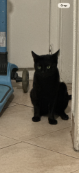 Lost Male Cat last seen Bellflower, Clark, Bellflower, CA 90706