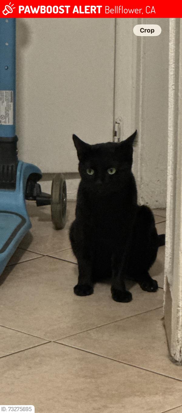 Lost Male Cat last seen Bellflower, Clark, Bellflower, CA 90706