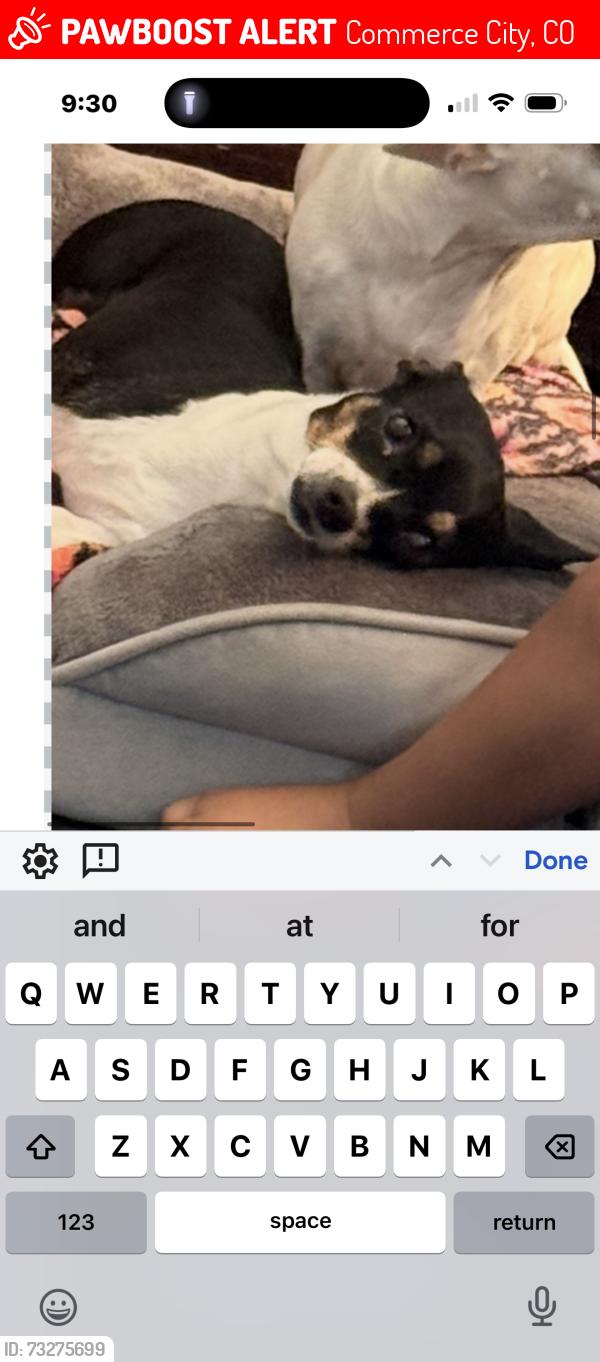 Lost Female Dog last seen Near e 64 ave commerce city, co 80022, Commerce City, CO 80022