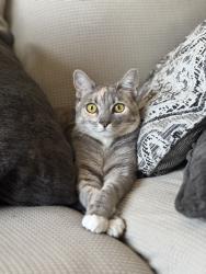 Reunited Female Cat last seen B st and seventh st, Oxnard, CA 93033
