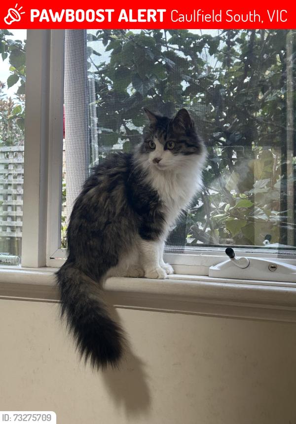 Lost Female Cat last seen Almond st, Caulfield South, VIC 3162