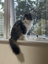 Lost Female Cat last seen Almond st, Caulfield South, VIC 3162