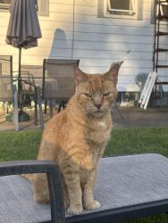 Reunited Male Cat last seen Walkerton United Methodist Church, Walkerton, IN 46574