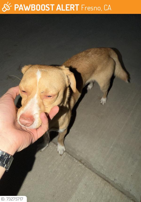Found/Stray Male Dog last seen Fancher Creek, Fresno, CA 93727