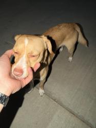 Found/Stray Male Dog last seen Fancher Creek, Fresno, CA 93727