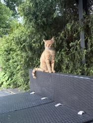 Lost Male Cat last seen Pharmacy and Lawrence, Wexford area, Toronto, ON M1R 2Y2