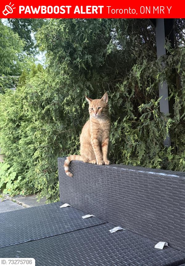 Lost Male Cat last seen Pharmacy and Lawrence, Wexford area, Toronto, ON M1R 2Y2