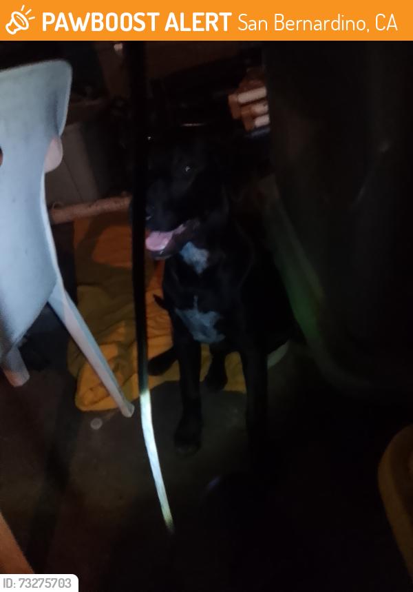 Found/Stray Male Dog last seen Near Ramon ave, San Bernardino, CA 92411