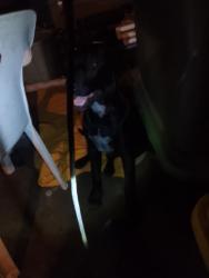 Found/Stray Male Dog last seen Near Ramon ave, San Bernardino, CA 92411