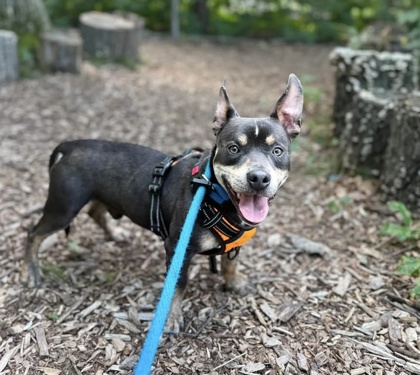 Shelter Stray Male Dog last seen Rochester Pl & E Pratt St, 21224, MD, 2490 Giles Rd, Baltimore, MD 21225, USA