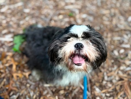 Shelter Stray Male Dog last seen Near Macbeth dr, 21239, MD, 2490 Giles Rd, Baltimore, MD 21225, USA